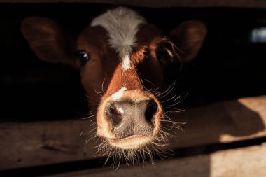 Yüzünde beyaz bir leke olan kahverengi bir ineğin portresi
