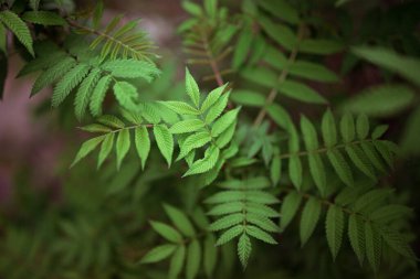 Bulanık bir arkaplanda yeşil yapraklar. Taze duvar kağıdı kavramı