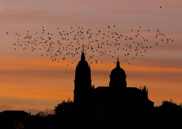 Achtergrondverlichting Van Een Zwerm Vogels Torens Van Kathedraal Van Salamanca — Stockfoto