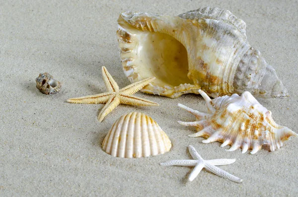 Conchiglie Con Spiaggia Sabbia Come Sfondo Estate Struttura Della Sabbia — Foto Stock