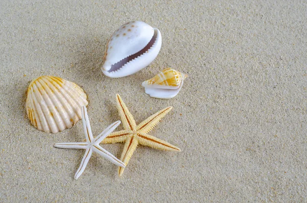 Conchiglie Con Spiaggia Sabbia Come Sfondo Estate Struttura Della Sabbia — Foto Stock