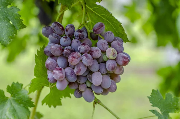 Close Bunch Black Grapes Undergoing Ripening Vine — Stock Photo, Image