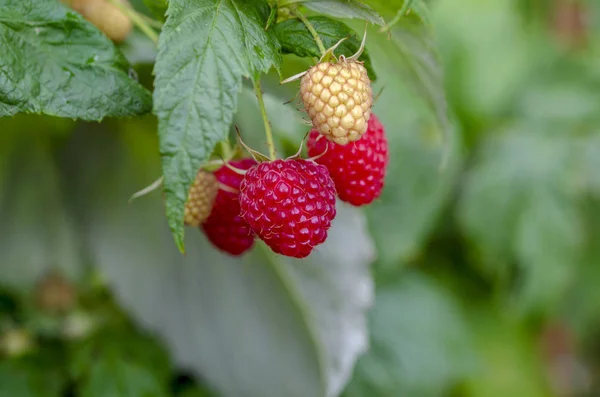 Gros Plan Sur Maturation Des Framboises Dans Usine Framboises — Photo