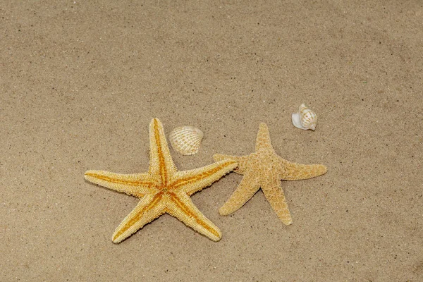 Due Stelle Marine Con Altre Conchiglie Nella Sabbia Sulla Spiaggia — Foto Stock