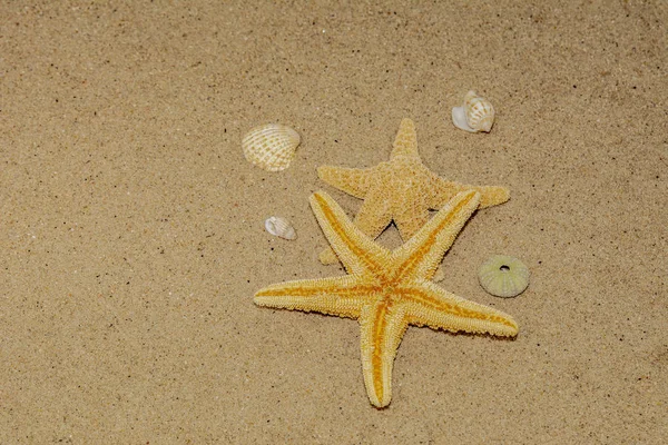 Due Stelle Marine Con Altre Conchiglie Nella Sabbia Sulla Spiaggia — Foto Stock