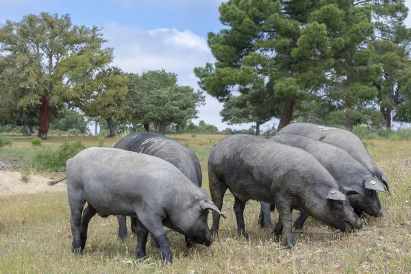 Cerdos Ibéricos Que Comen Bellotas Campo Roble Salamanca España — Foto de Stock