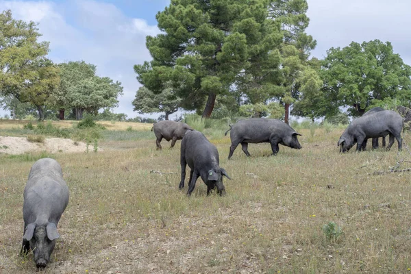 Cerdos Ibéricos Que Comen Bellotas Campo Roble Salamanca España — Foto de Stock