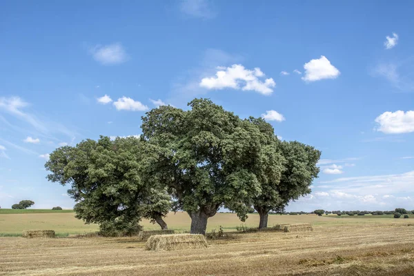 Vista Tres Encinas Campo Cereales Recién Cosechado Con Fardos Paja — Foto de Stock