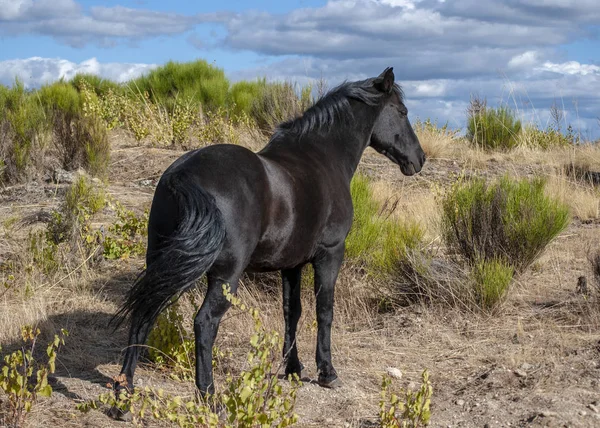 雲の背景に緑のフィールドにたてがみの開発と黒い馬の肖像 — ストック写真