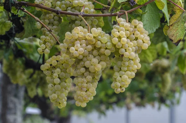 Grappes Raisins Blancs Sur Branche Vigne Prêtes Être Récoltées Dans — Photo