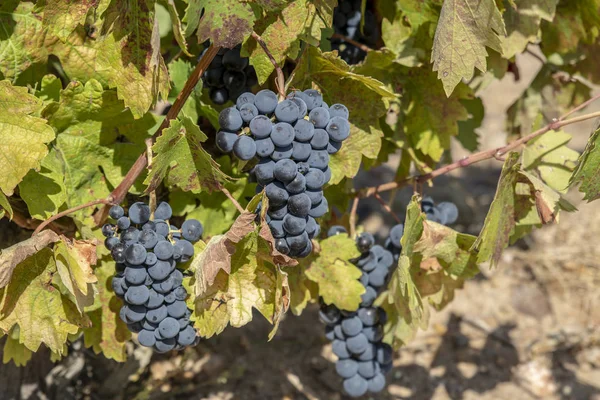 Bukiety Czerwonych Winogron Rosnących Jednej Winnic Toro Prowincja Zamora Hiszpania — Zdjęcie stockowe
