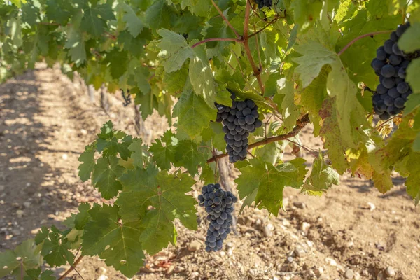 Klasar Röda Druvor Växer Vingårdarna Toro Provinsen Zamora Spanien — Stockfoto