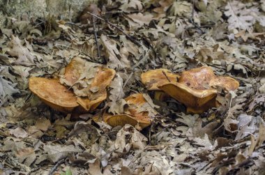 Bulutlu bir günde sonbahar ormanda mantar