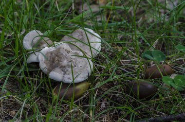 Bulutlu bir günde sonbahar ormanda mantar