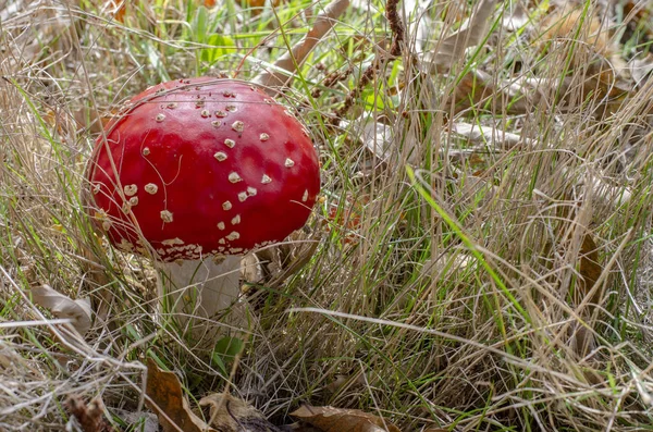 mushrooms in the forest, fly agaric, poisonous mushroom