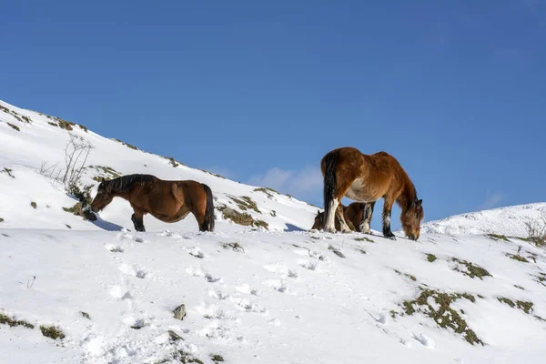Красиві Коні Вершині Засніженої Гори Зимовий Пейзаж — стокове фото