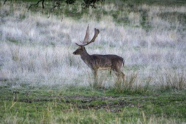 Büyük boynuzlu büyük güzel geyik