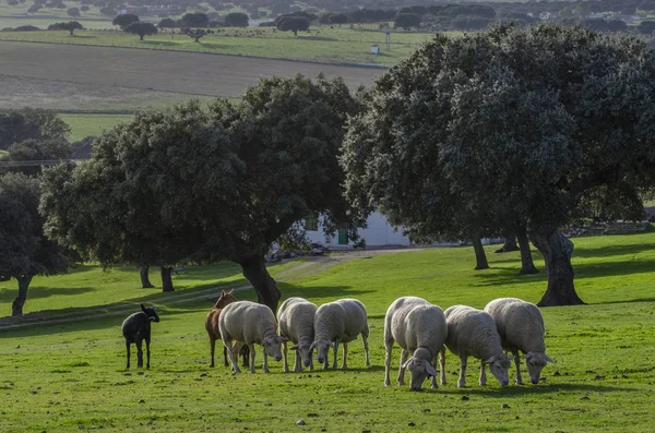 Grupo Ovejas Corderos Adultos Que Miran Fijamente Los Pastos Con — Foto de Stock