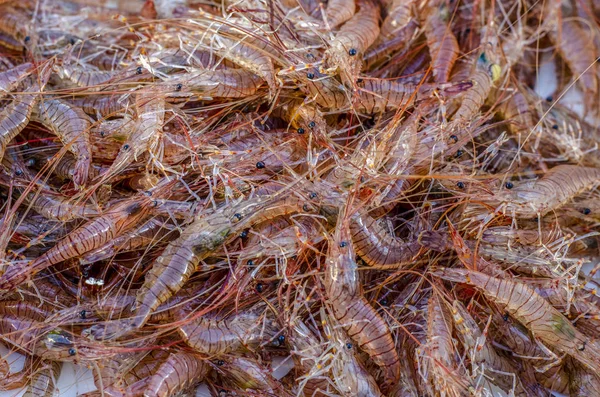 Fresh sea shrimp from the atlantic ocean. Products from the sea (seafood)