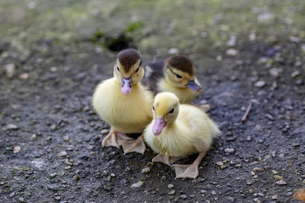 Nahaufnahme Einer Gruppe Niedlicher Kleiner Gelber Entchen Die Sitzen — Stockfoto