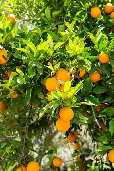 Oranges on a tree in the south-central of Crete near the village Matala in April, shortly before the harvest. Oranges are an export article from Greece