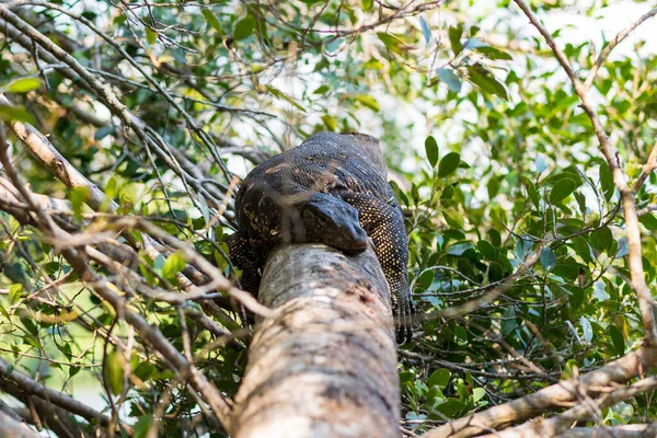 Big Asian water monitor resting on tree limb at the Hikkaduwa lake in Sri Lanka. Water monitors are one of the most common monitor lizards, found throughout Asia