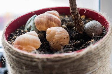 Bitki tencerede kabukları