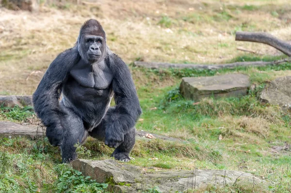 Gorilla Wartet Auf Futter — Stockfoto