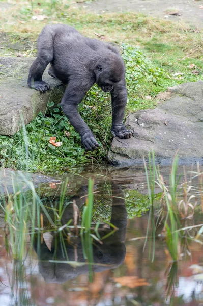 Gorila Saca Comida Del Agua — Foto de Stock