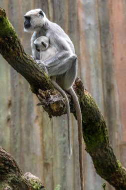 Hanuman langur ağacında genç ile
