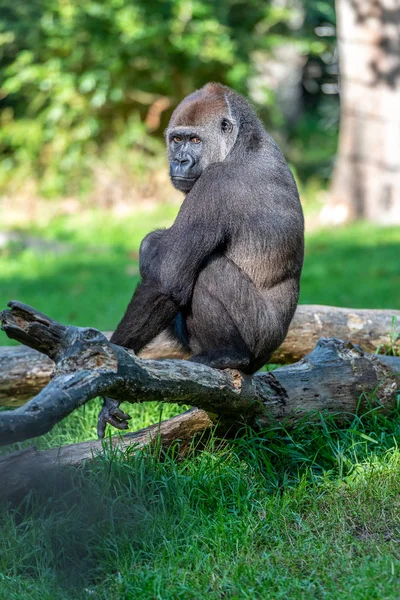 Gorila Olha Volta Enquanto Faz Cocó — Fotografia de Stock