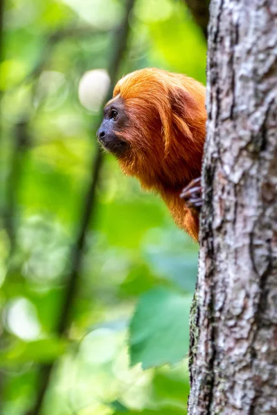 Or Headed Lion Tamarin Images Libres De Droit Photos De Or Headed Lion Tamarin Page 4 Depositphotos