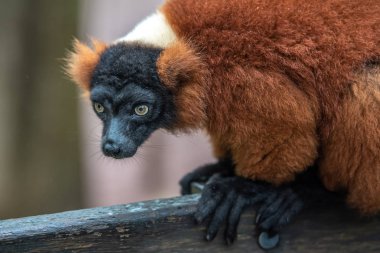 Blauwoogmaki hayvanat bahçesinde arıyor