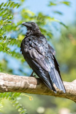 Karga ağaçta bekliyor 