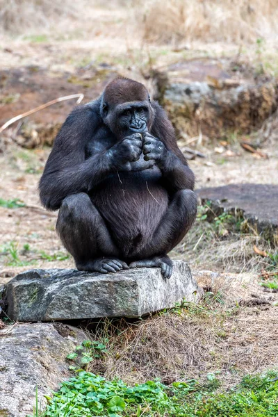 Gorila Mulher Espera Por Comida — Fotografia de Stock