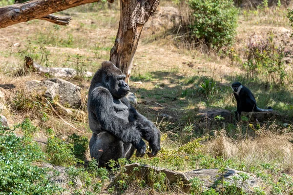 Gorilla Uomo Aspetta Cibo — Foto Stock