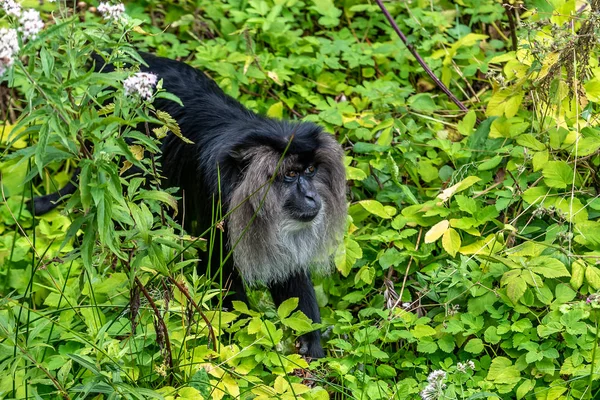 Lente Tamarin Zoekt Voedsel — Stockfoto