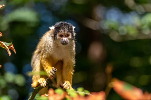 Bolivianisches Eichhörnchen Beobachtet — Stockfoto