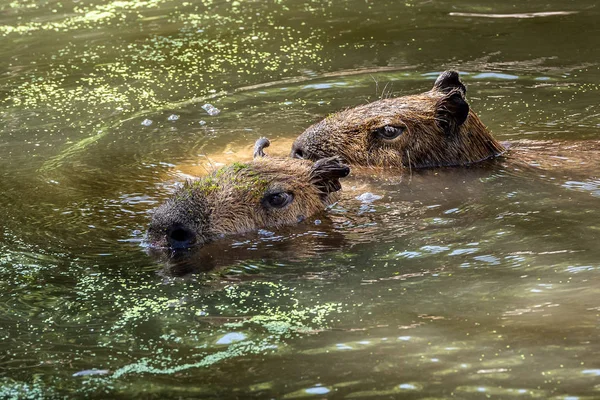Capibaras Svømme Gennem Vandet - Stock-foto