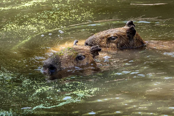 Capibaras Simma Genom Vattnet — Stockfoto