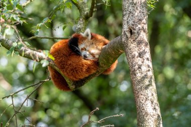 Red panda bir ağaçta uyur 