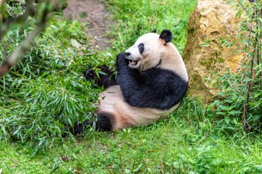 Yerken ve arka kendi bambu üzerinde ayı panda