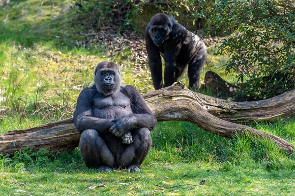 Gorilla Female Sits Leaning Branch Keeps Eye Things — Stock Photo, Image