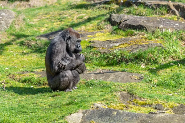 Gorilla Female Sitting Ease Watching — Stock Photo, Image