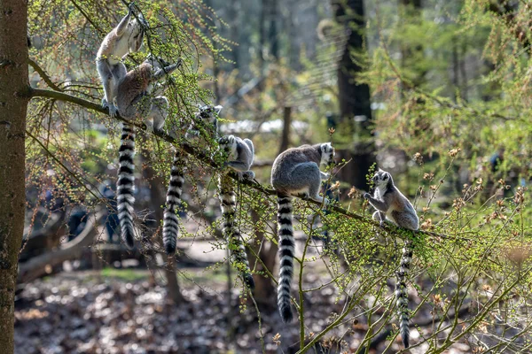 Lémurien Queue Cerclée Sont Assis Sur Une Branche Avec Ses — Photo