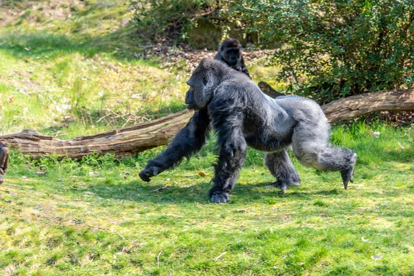 Gorilas Machos Corren Cenar Esperando Llegar Tiempo Antes Que Todo — Foto de Stock