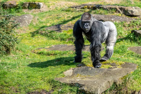 Gorilla Männchen Läuft Herum Und Behält Alles Auge — Stockfoto