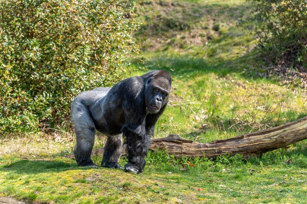 Gorila Macho Viendo Público — Foto de Stock