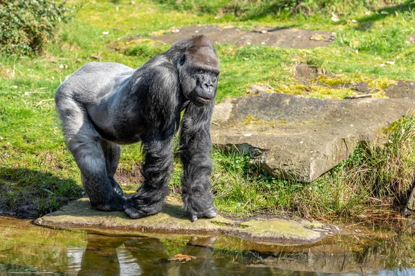 Gorila Macho Parece Muito Grave — Fotografia de Stock