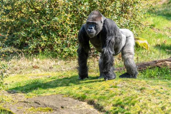 Male Gorilla Looks Hill — Stock Photo, Image
